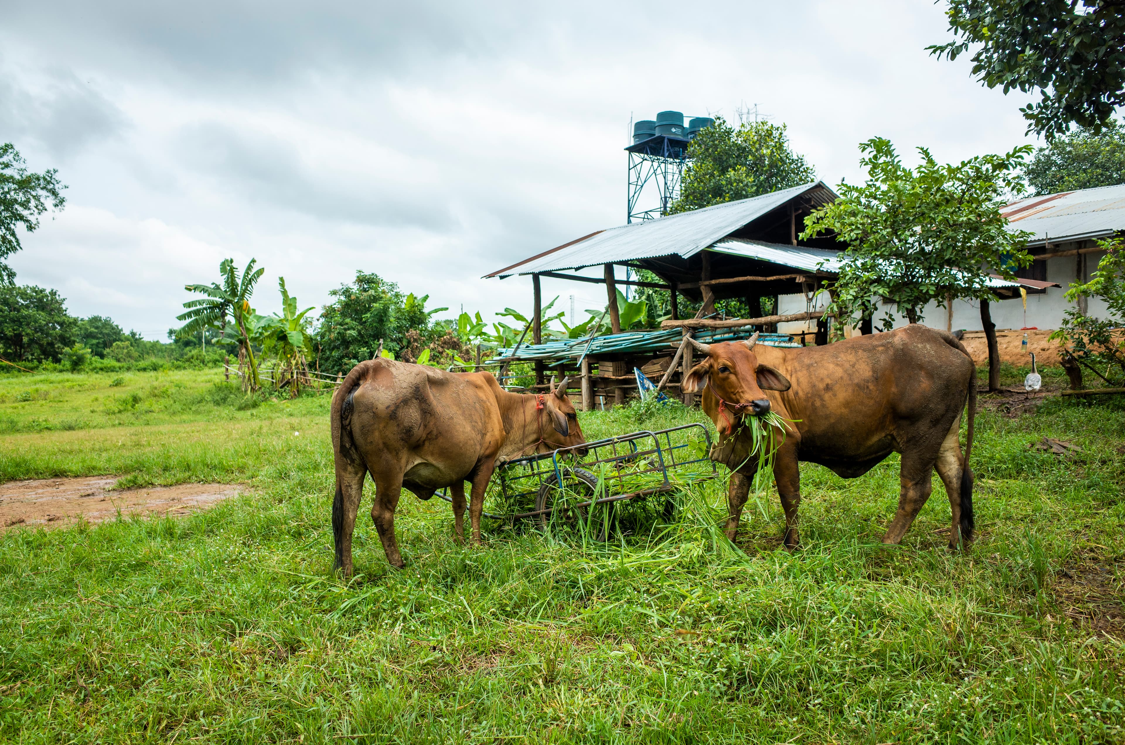 Farm tour